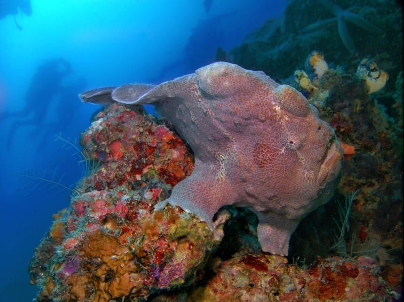 Giant Frogfish 
