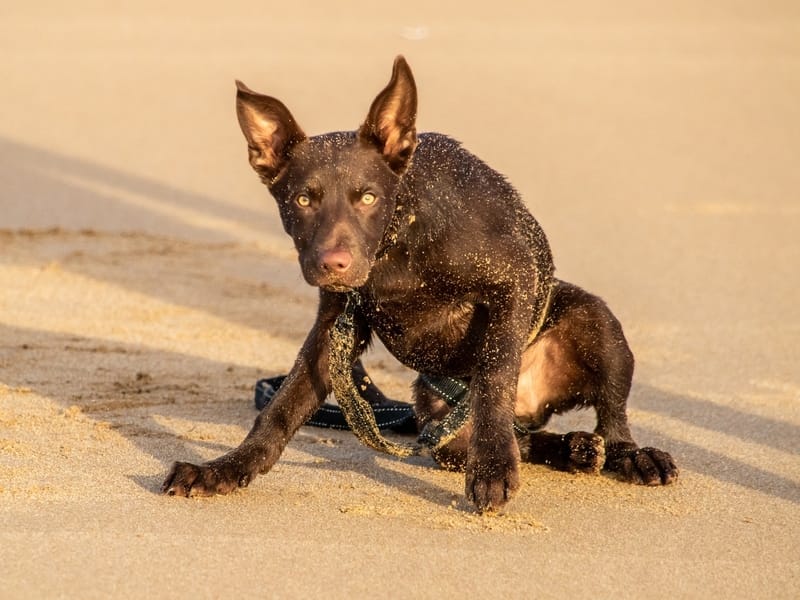 how much do australian kelpies shed