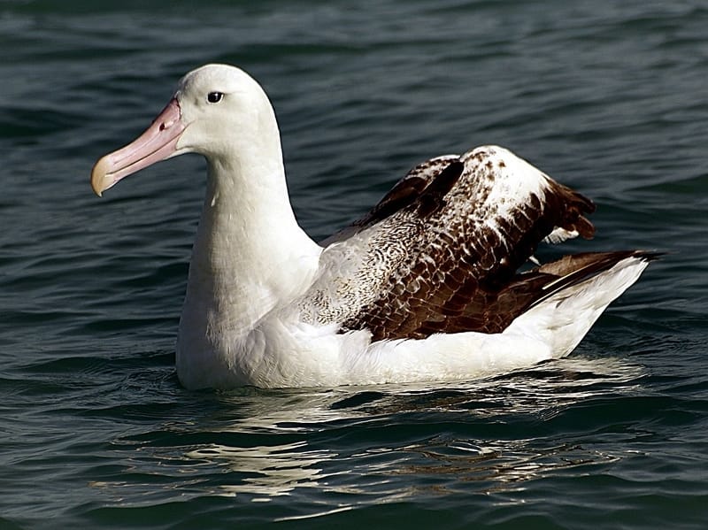 Great Albatross 