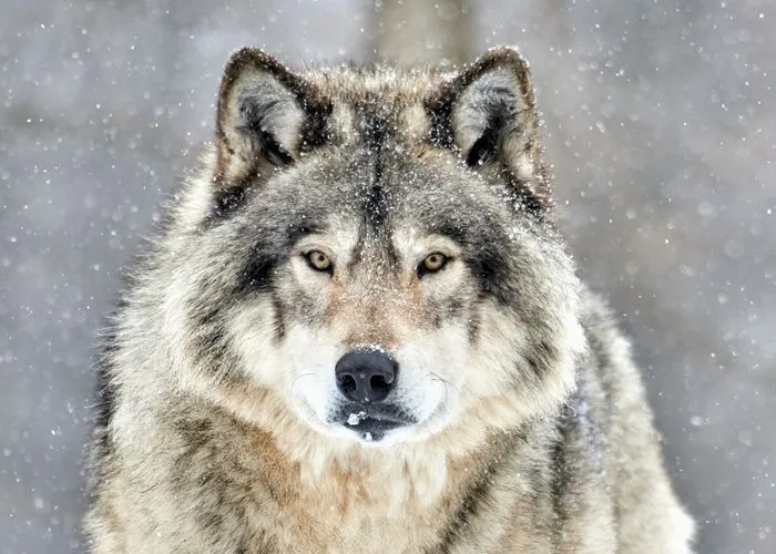 Close up of Timber wolf in winter snow