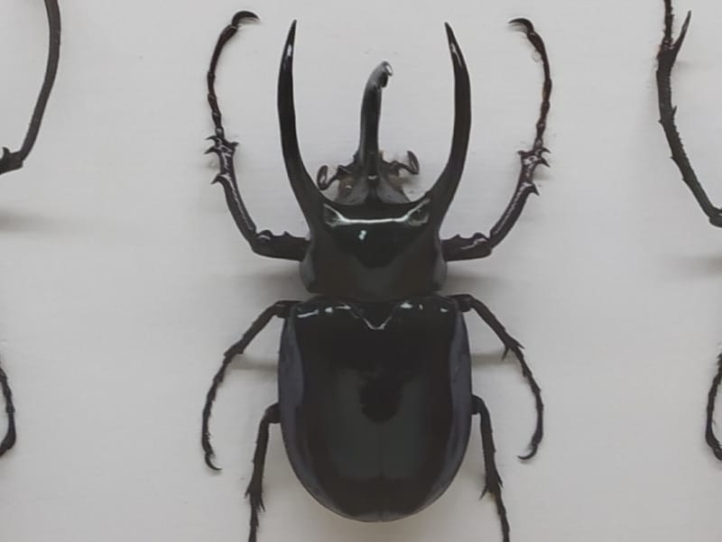 Atlas Beetle 