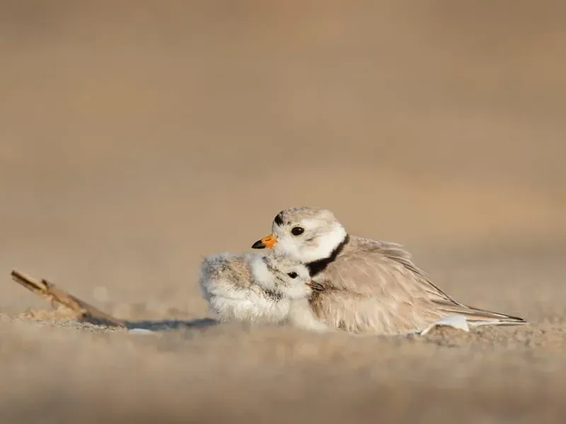 Piping Plover