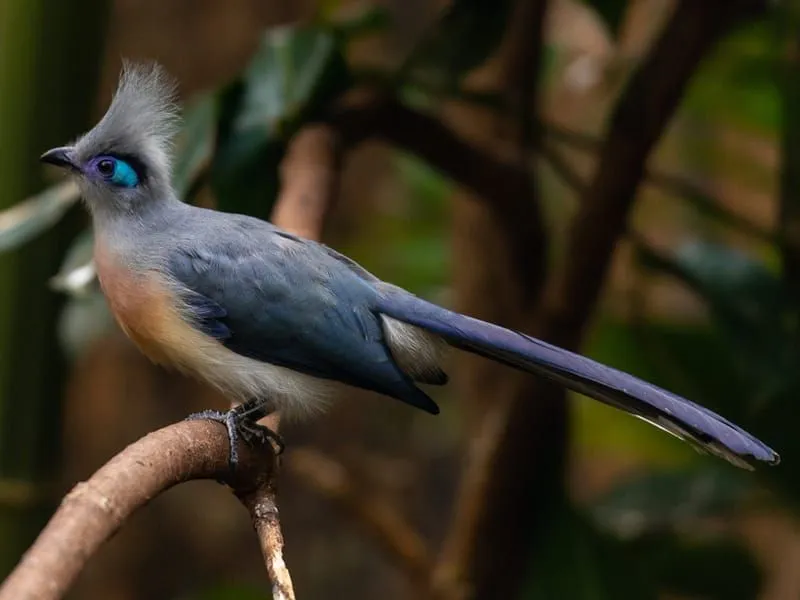 Bright Blue, White, and Orange on a Crested Coua on a Branch
