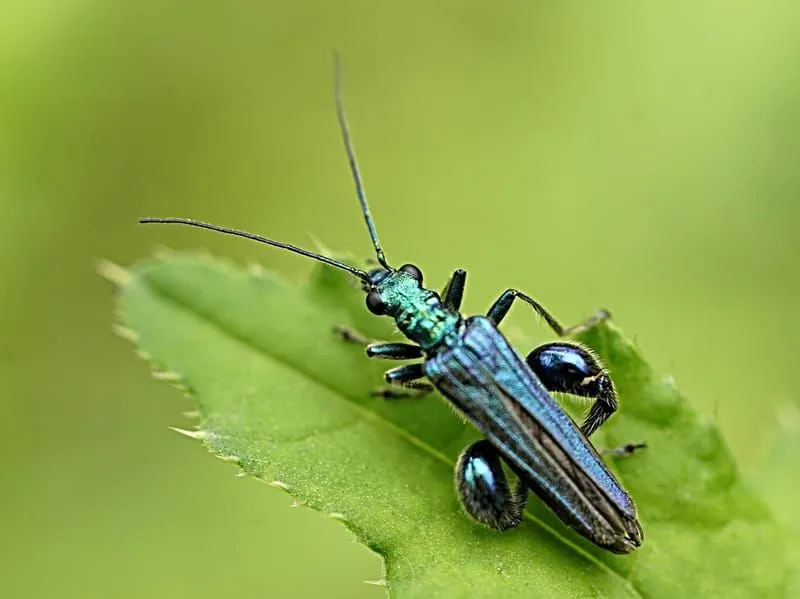 Thick-Legged Flower Beetle on a green leaf