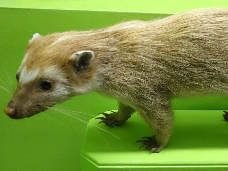 Ferret-Badger