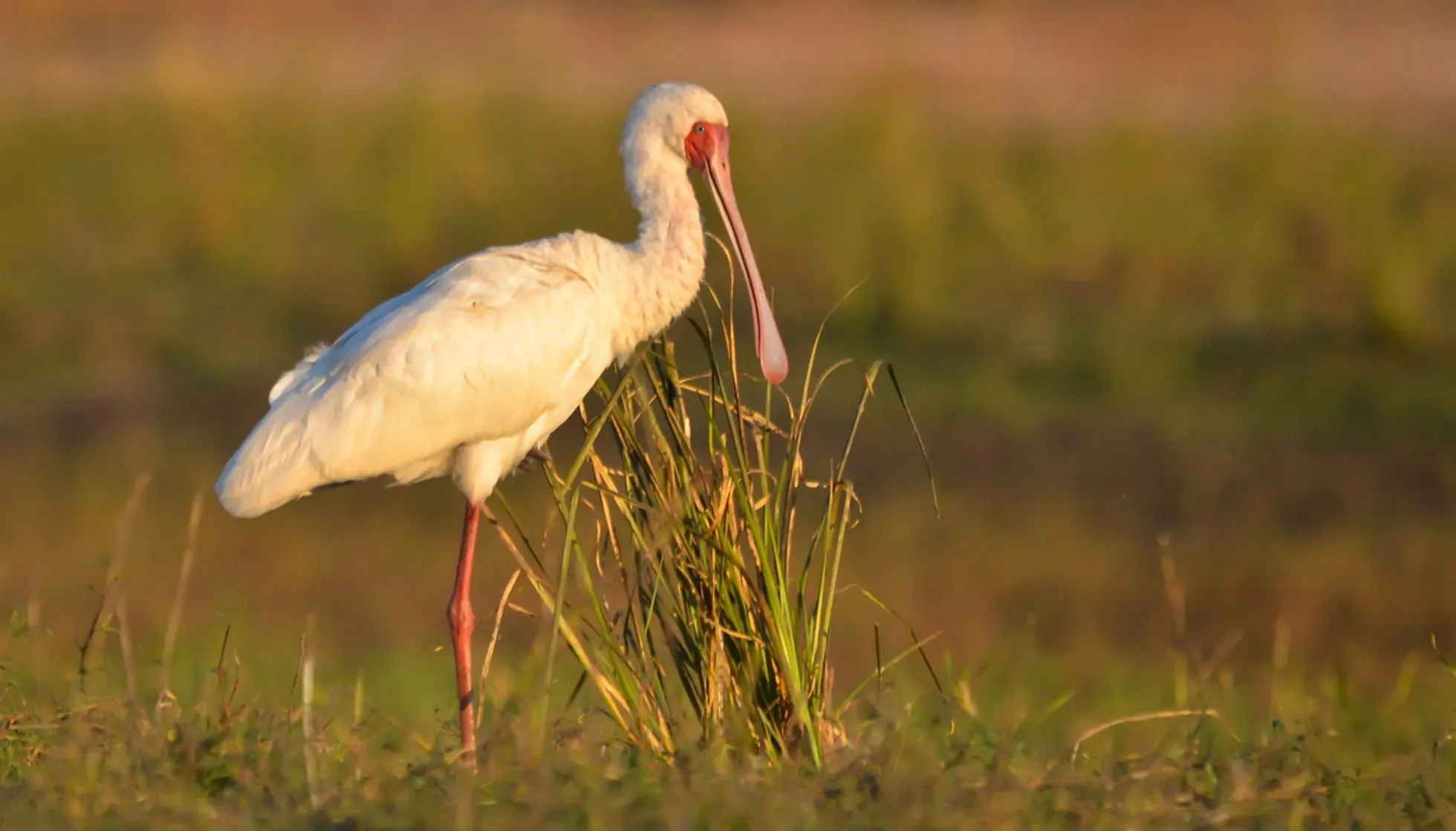 African Spoonbill Facts