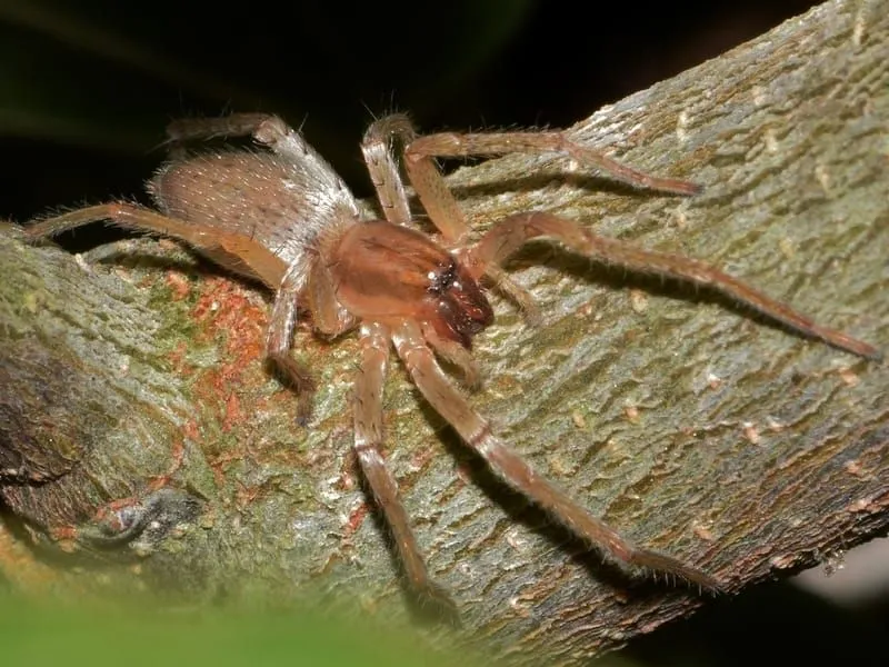 Yellow Sac Spider on a tree