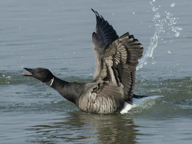 Brant Goose taking off