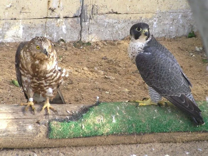 Pernis apivorus and Falco peregrinus Birds 