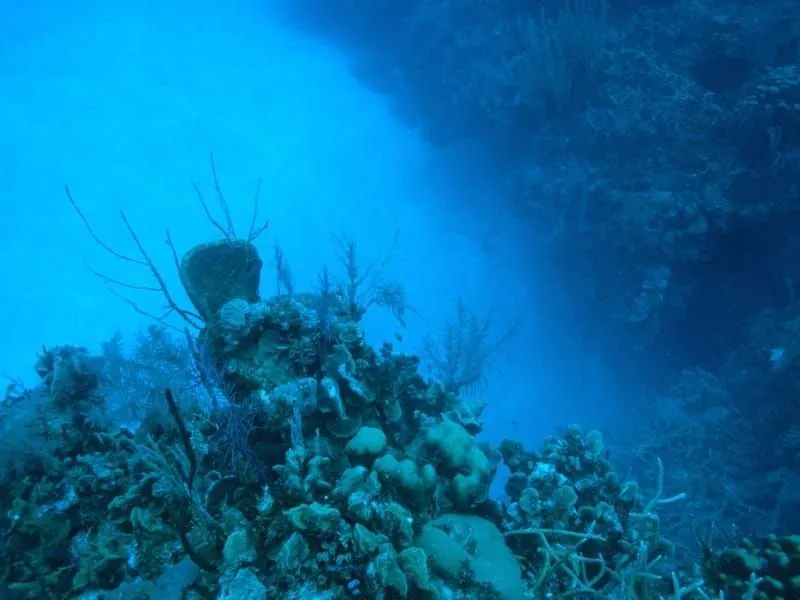 Blueline tilefish habitat includes self-made burrows