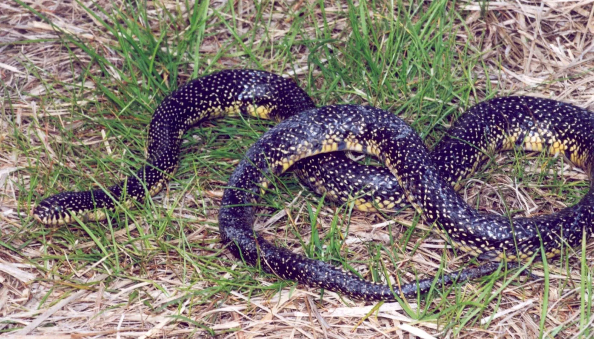 speckled king snake poisonous