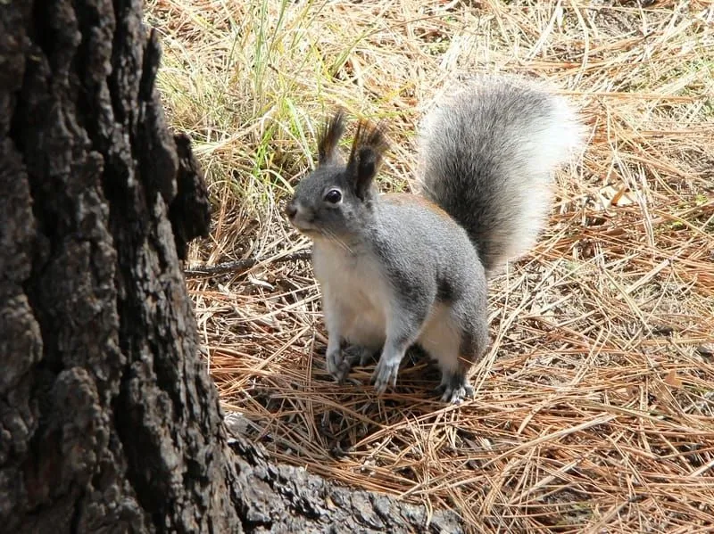  Abert’s squirrel is often gray-white in color