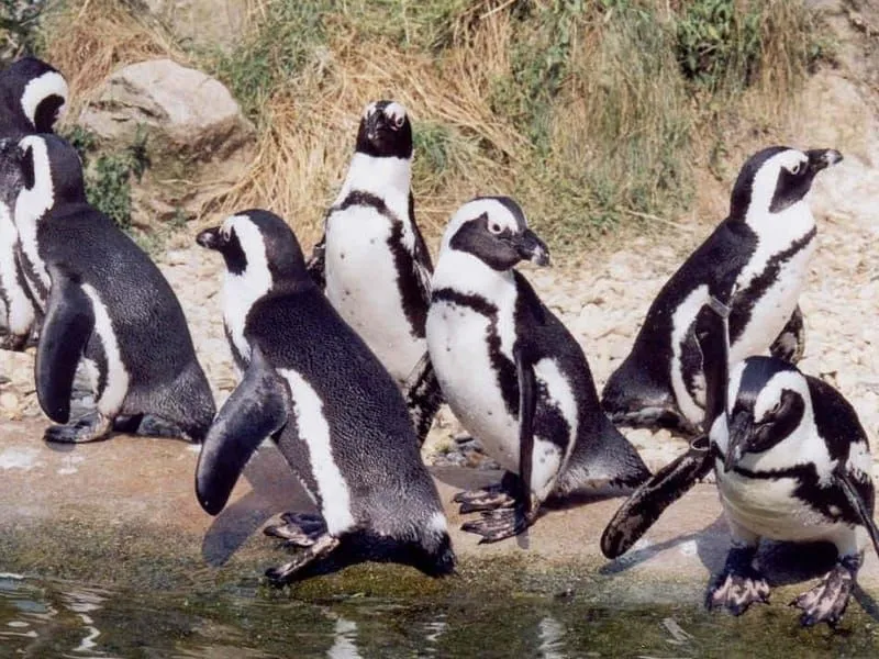  Incredible Banded Penguin Facts