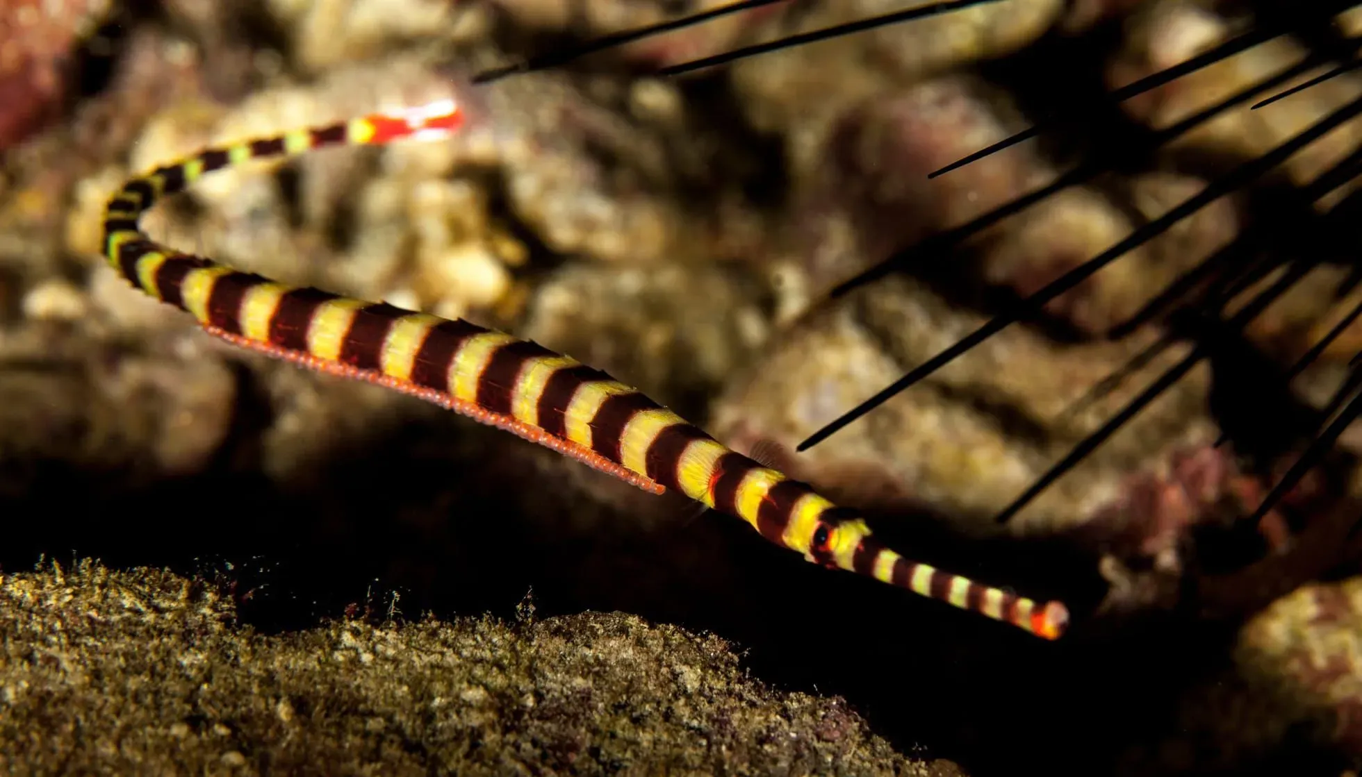 Incredible Banded Pipefish Facts