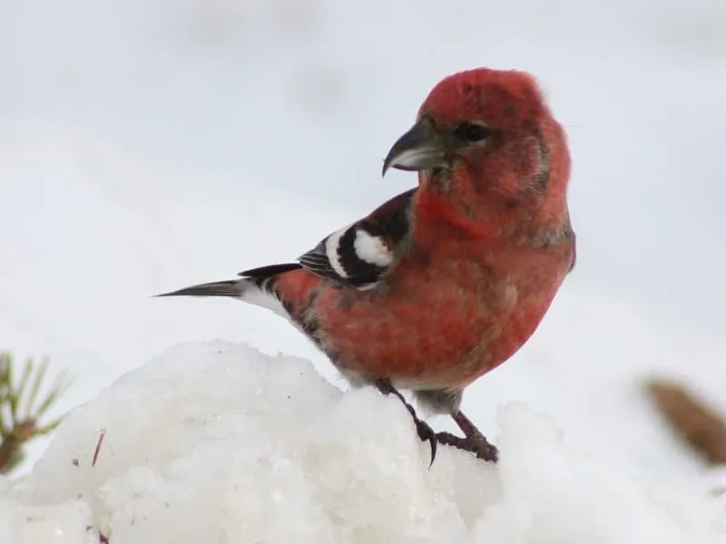 White-Winged Crossbill on snow