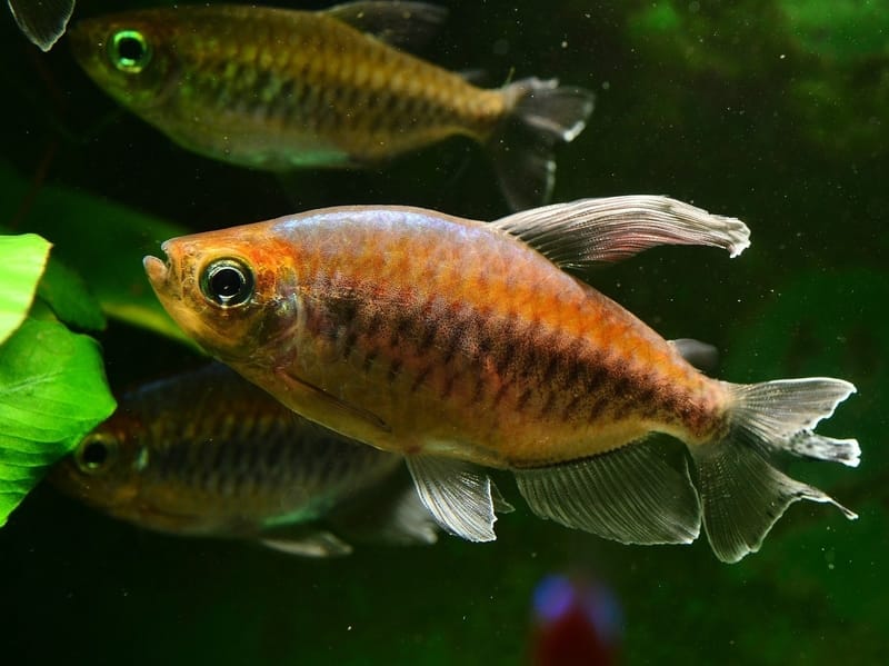 Fun Crystal Red Tetra Facts For Kids | Kidadl