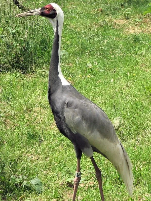 White-Naped Crane on grass