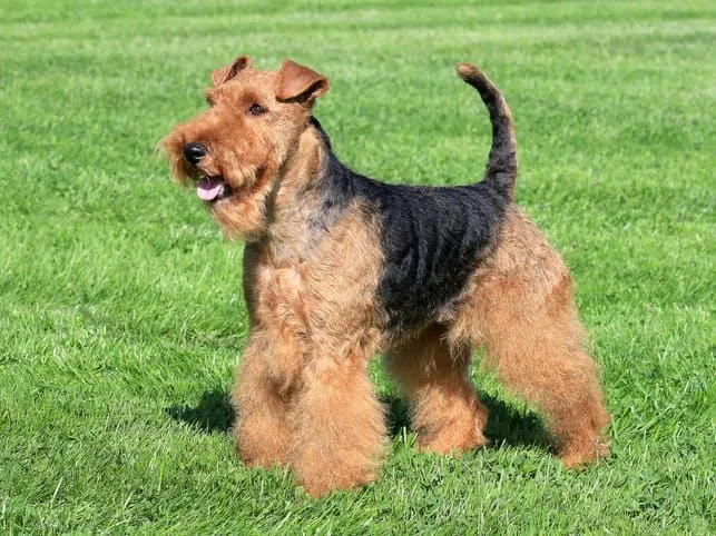 Welsh Terrier Dog standing on grass
