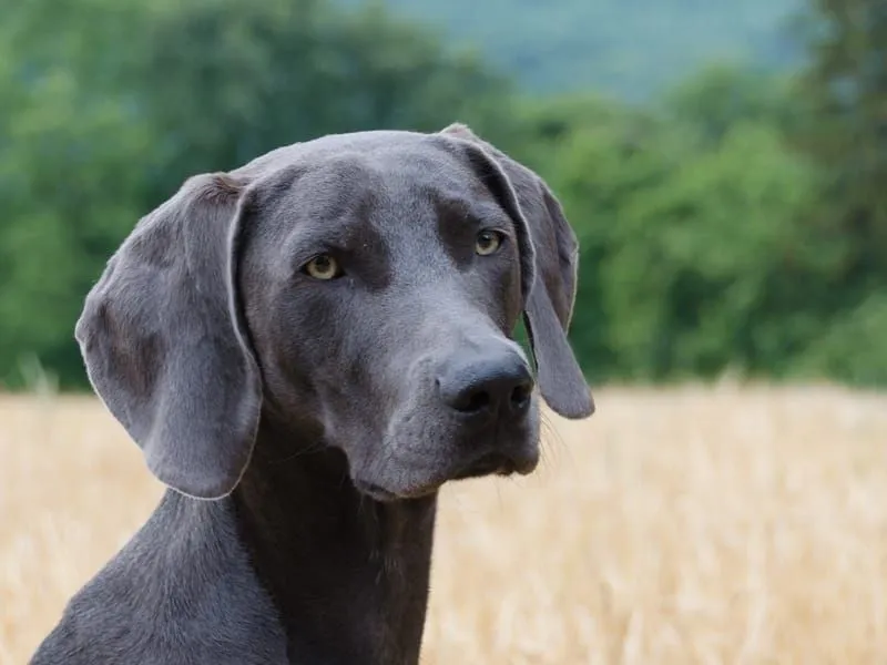 can weimaraner be red