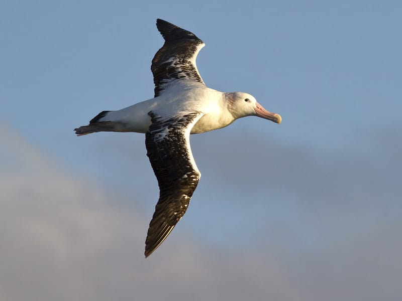 Wandering Albatross flying in the sky