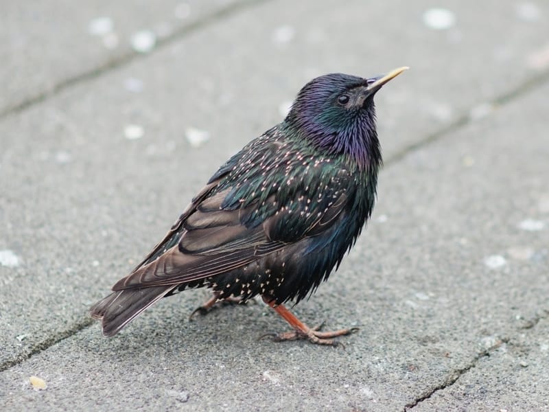 Common Starling bird on a pavement