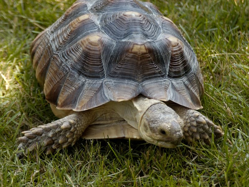 lose up of an African Spurred tortoise