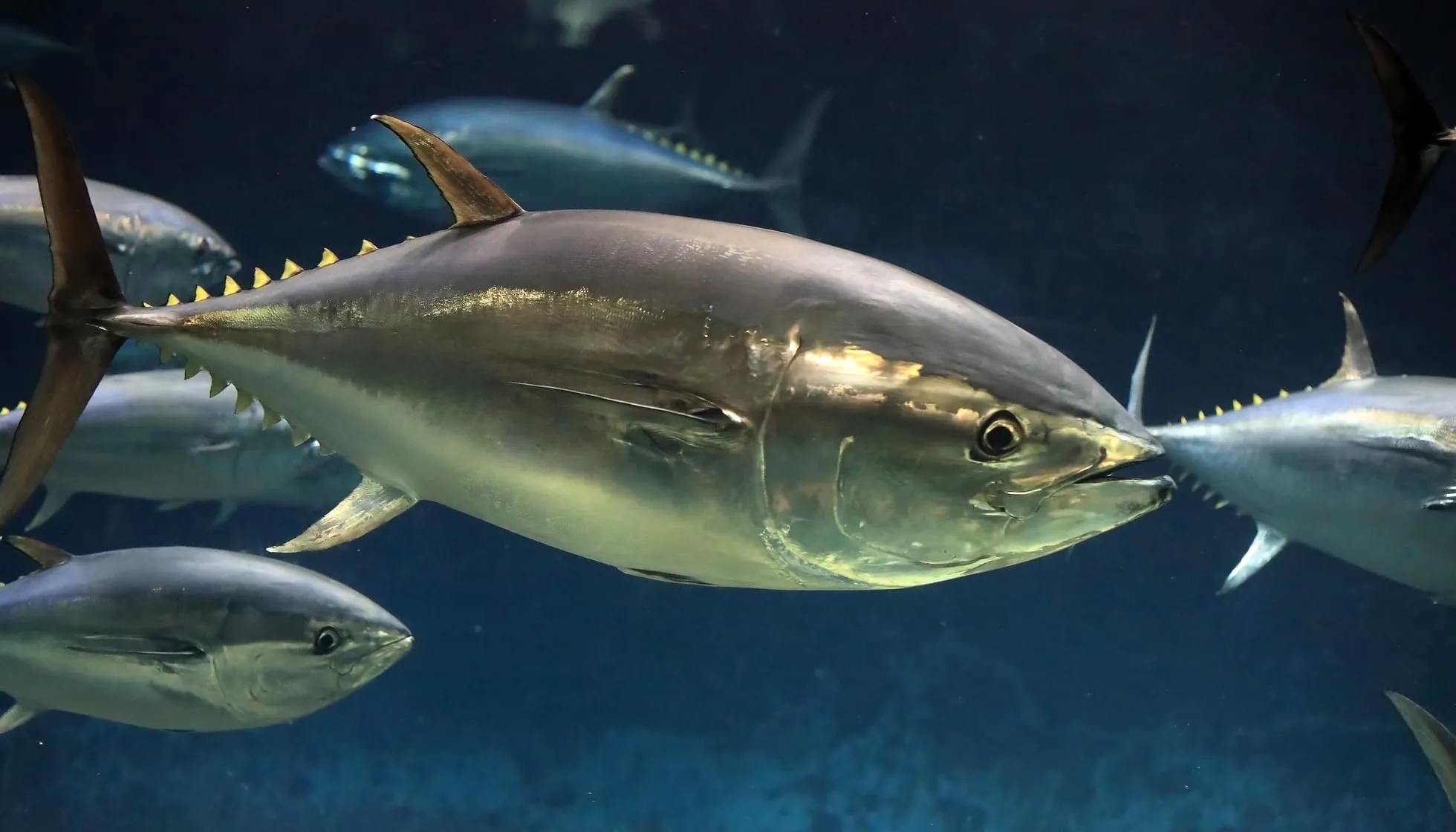 Pacific bluefin tuna (Thunnus orientalis) in Japan