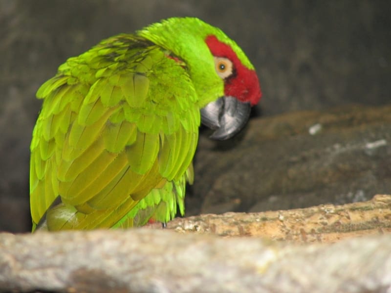 Thick Billed Parrot 