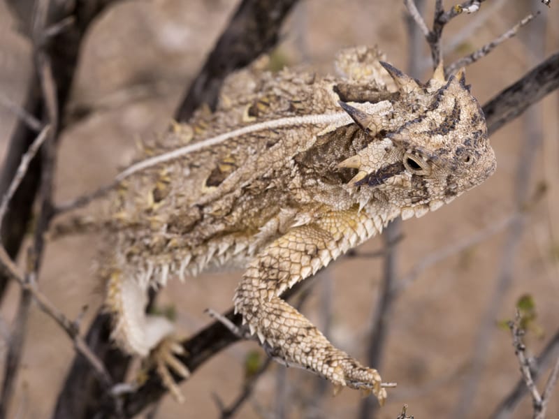 Texas Horned Lizard on a dead tree