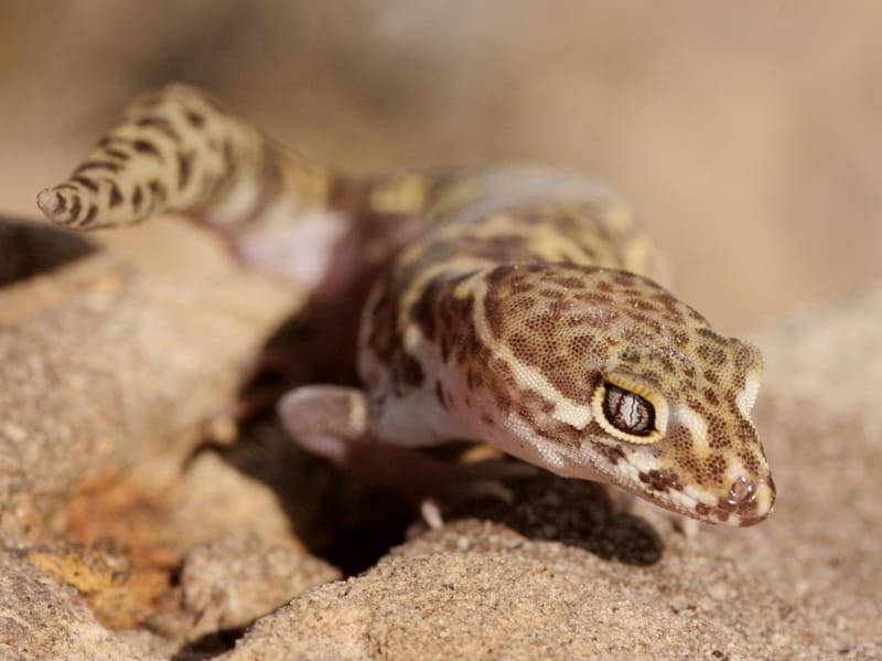 Close up of Texas Banded Gecko