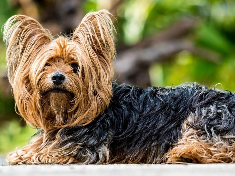 can a australian terrier guard a home