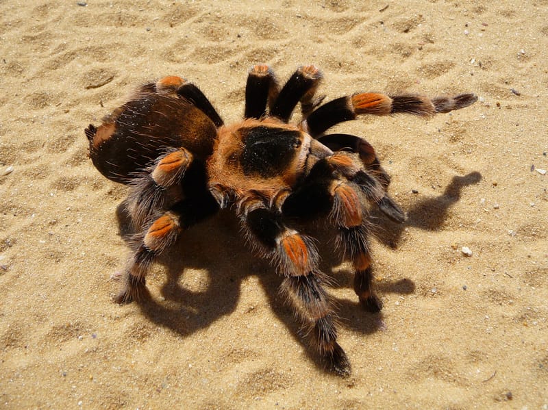 Tarantula Spider on sand