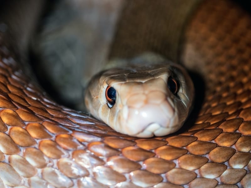 Fun Taipan Facts For Kids | Kidadl