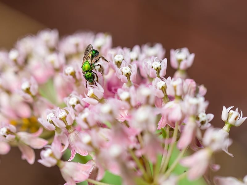 Sweat Bee feeding on flower nectar