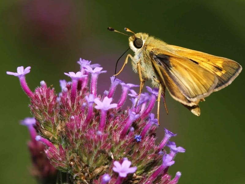 Skipper Butterfly drinking nectar from a flower