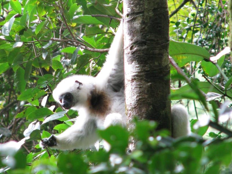 Silky Sifaka on a tree