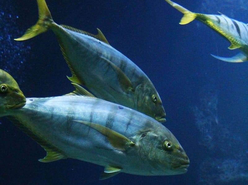 Tuna swimming in water