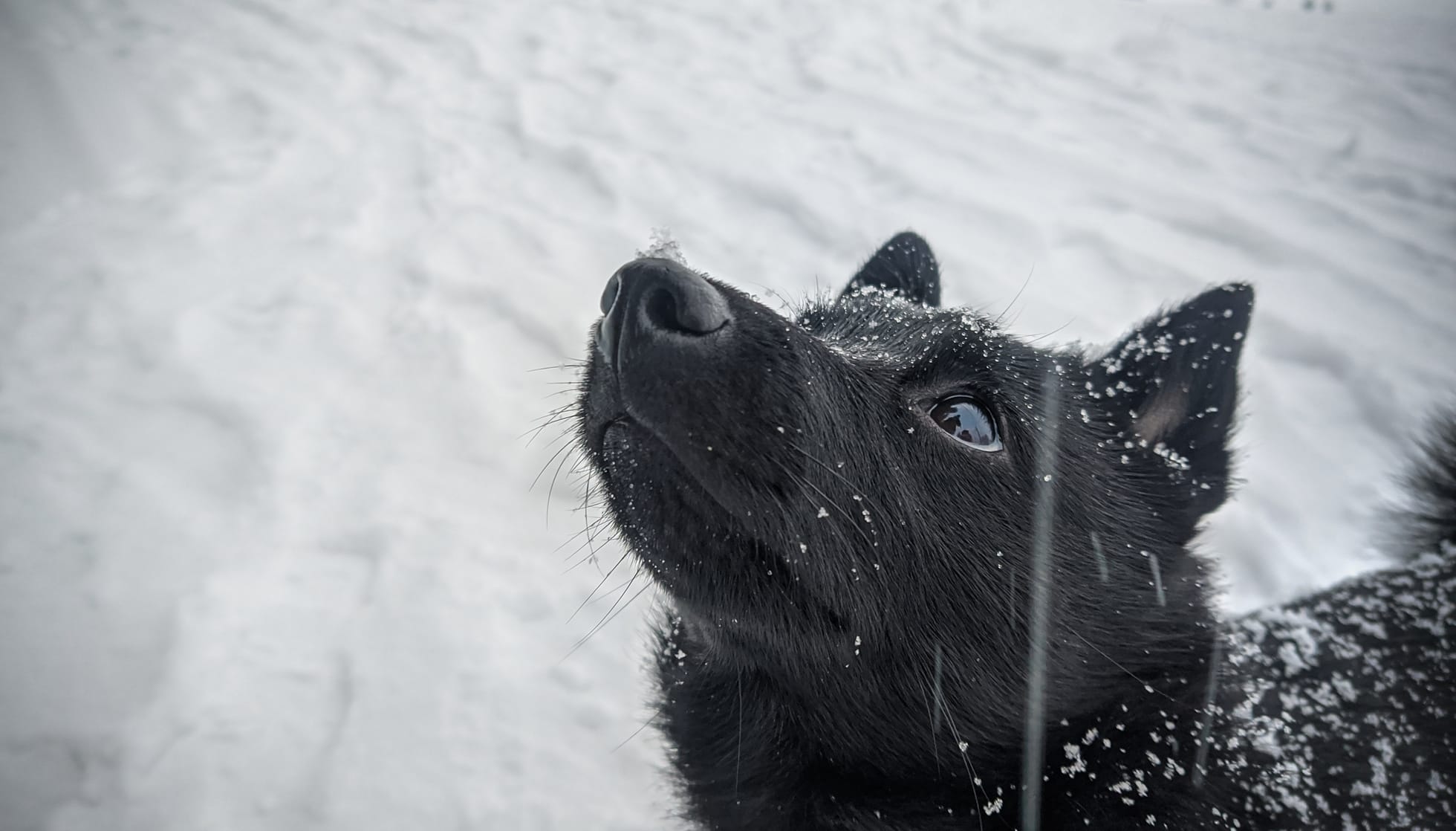 how many puppies can schipperke give birth to