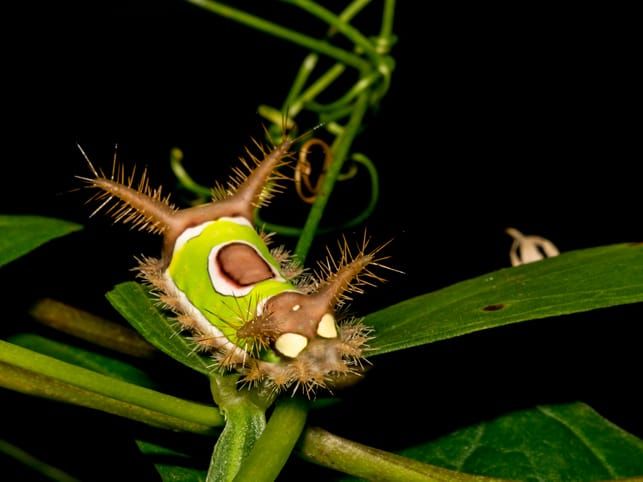 Saddleback Caterpillar on a plant