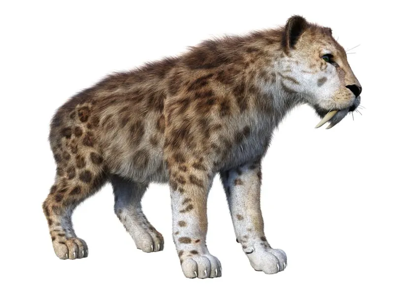 3D rendered Saber-Toothed Tiger