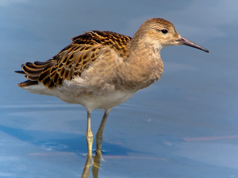 The Ruff standing in shallow water