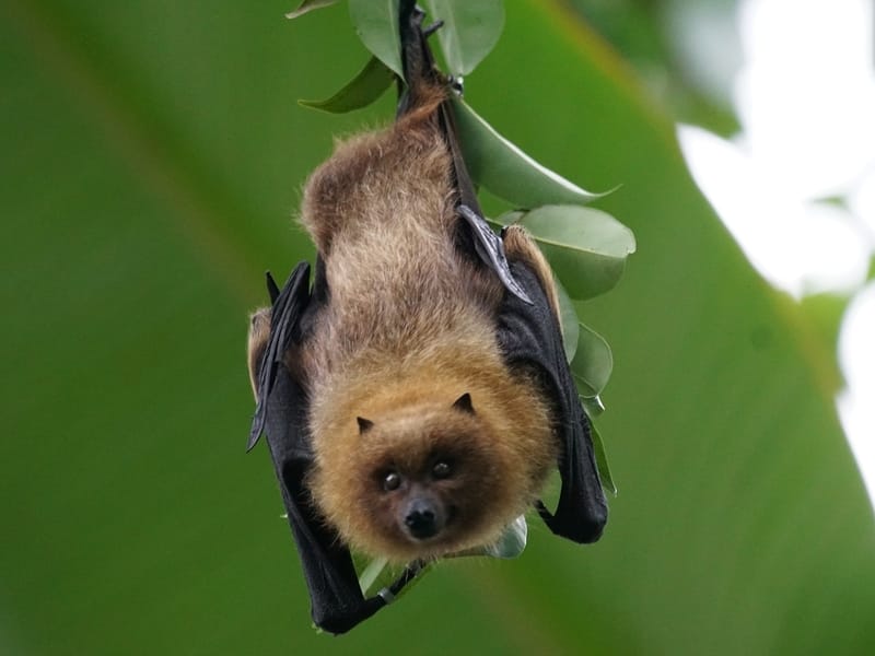 Rodrigues Flying Fox hanging upside down