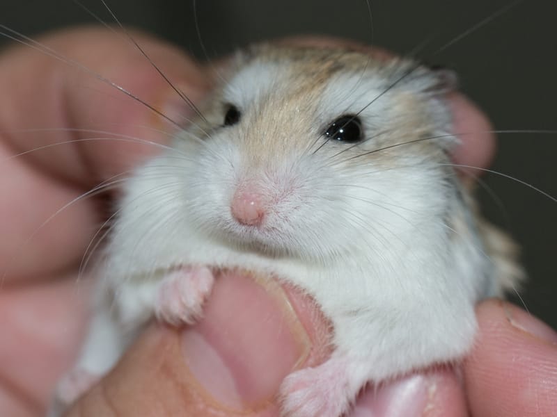 A person holding Roborovski Dwarf Hamster