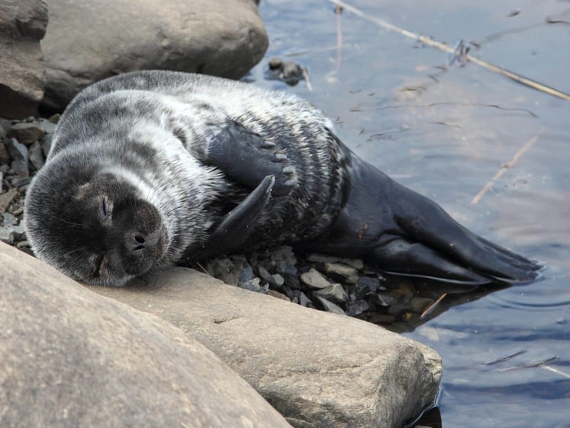 Baby Ringed Seal sleeping on a rock near water