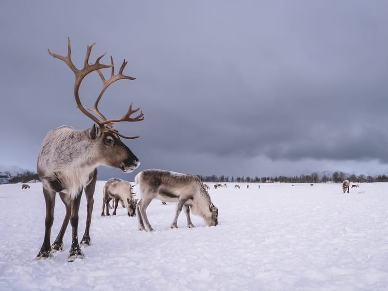 Reindeers grazing in snow