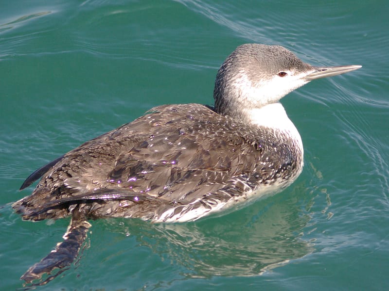 Red Throated Loon in water