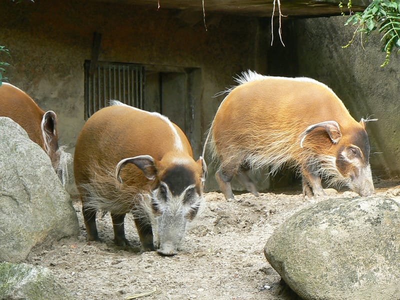 Fun Red River Hog Facts For Kids | Kidadl