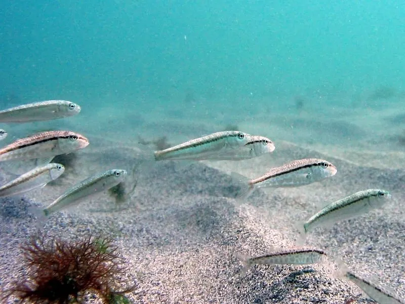 Black-Sea goat fish (Mullus barbatus ponticus)