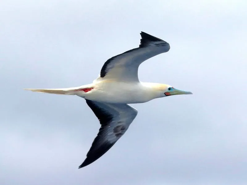 Red-footed Booby flying in the sky
