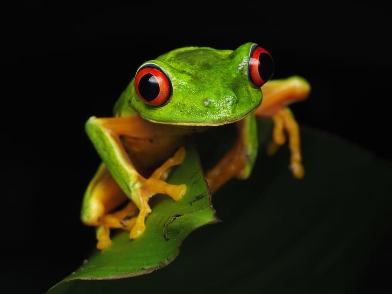 Red-Eyed Tree Frog sitting on a green leaf